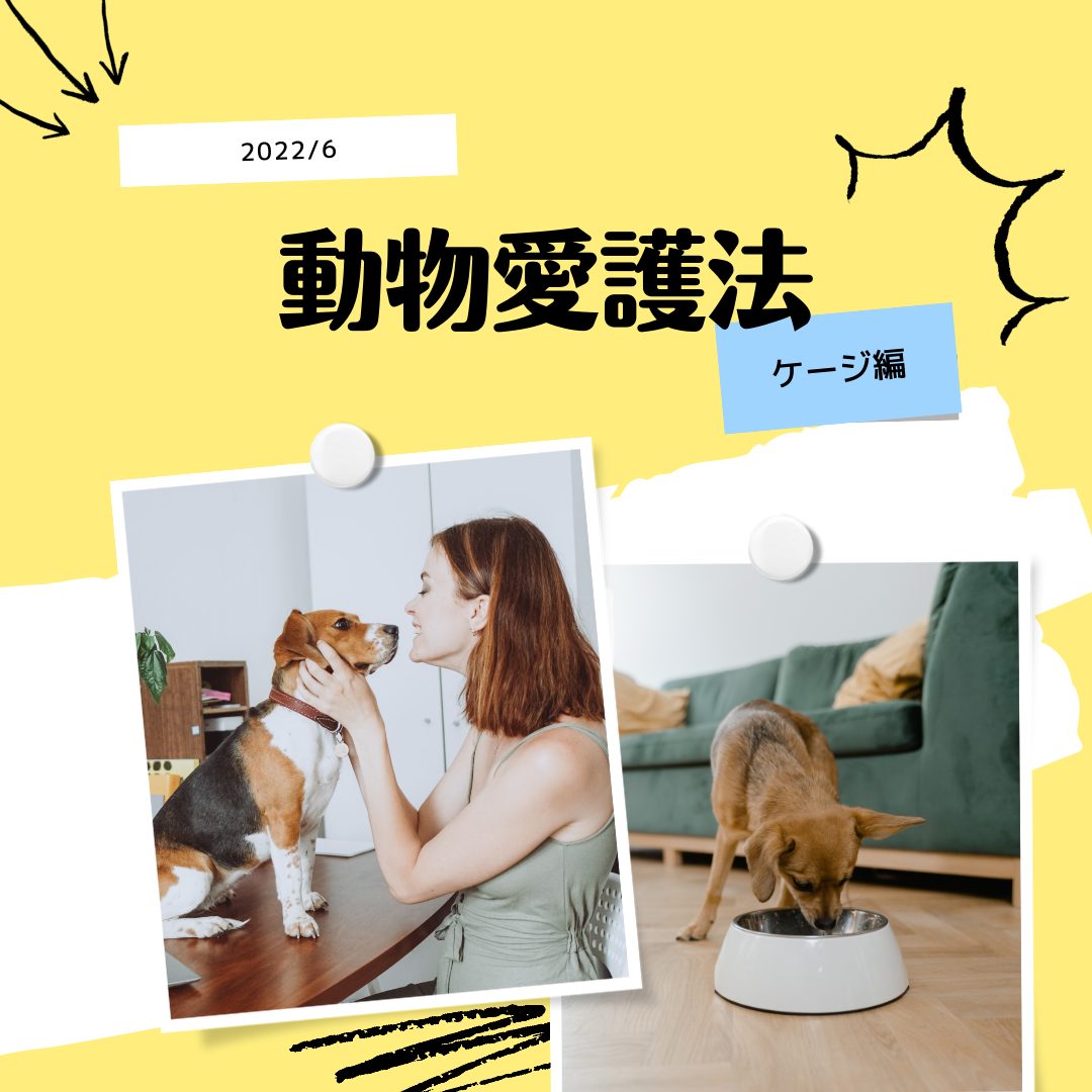 【解説】2022年6月より適用 動物愛護法改正 パート１