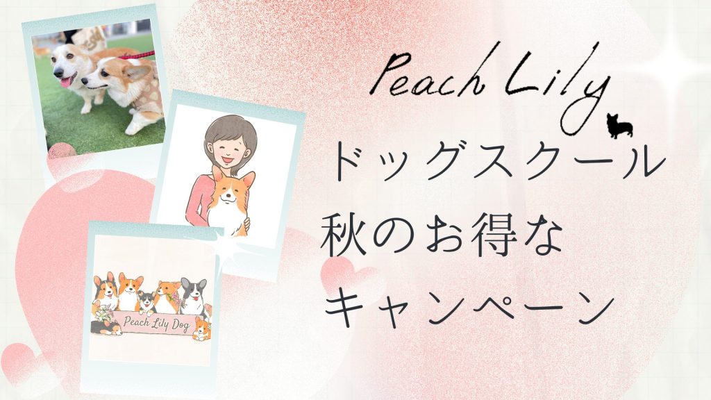 ドッグスクール 秋のお得な キャンペーン1