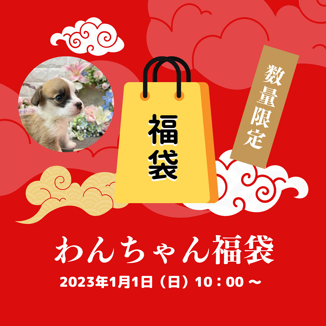 【お知らせ】2023 Peach Lily Dogオリジナル福袋を販売します!