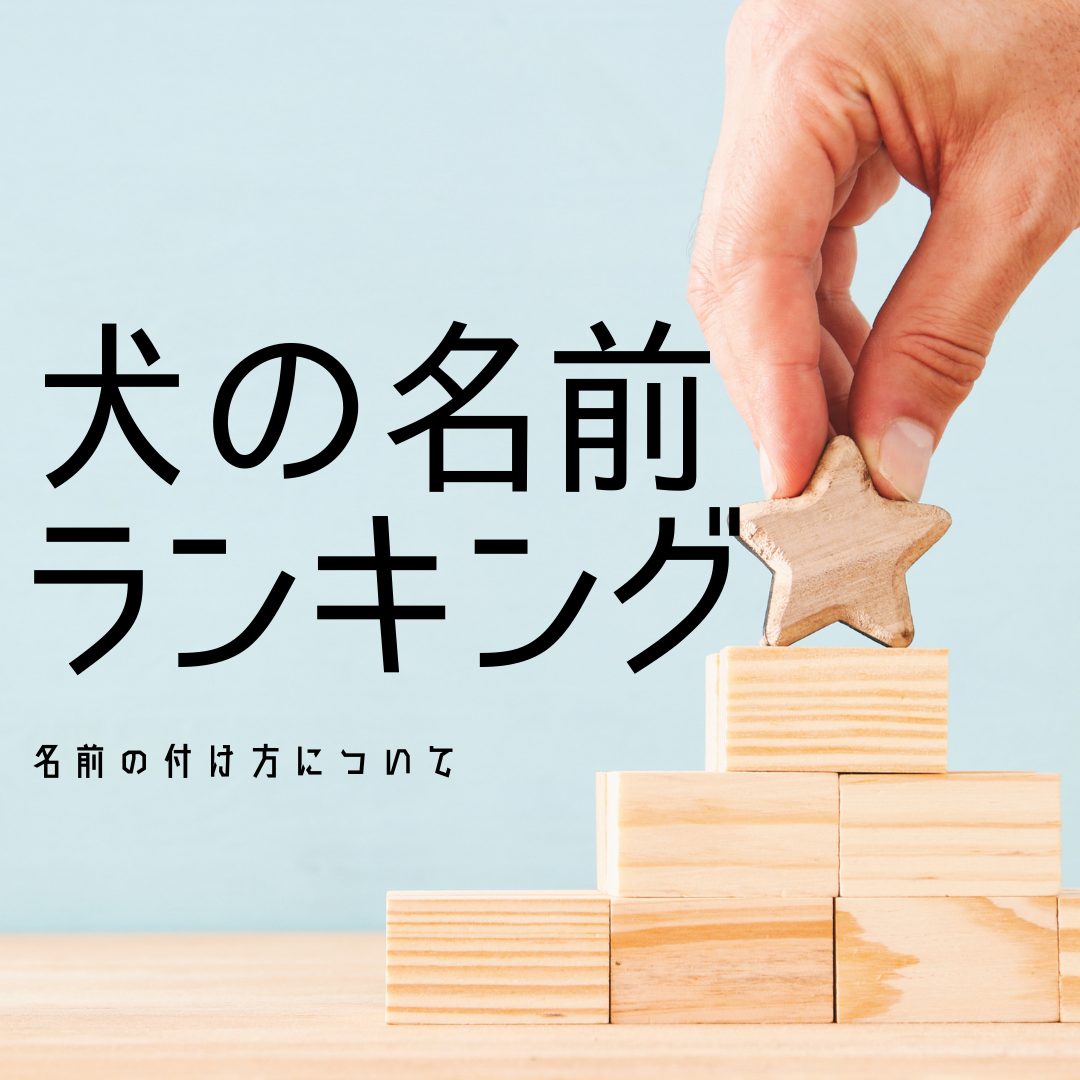 【コラム】犬の名前ランキング&名前の付け方