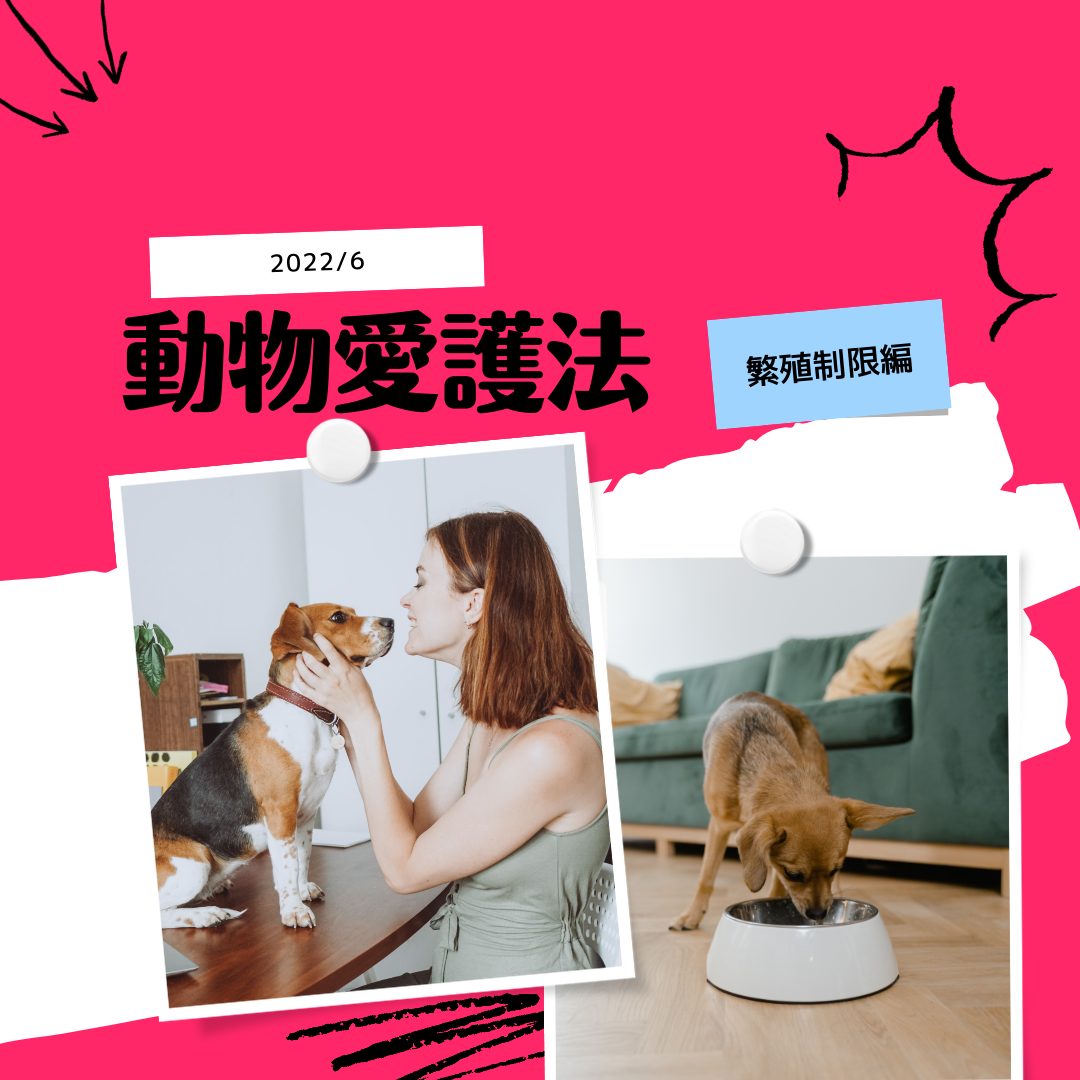 【解説】2022年6月より適用 動物愛護法改正 パート3