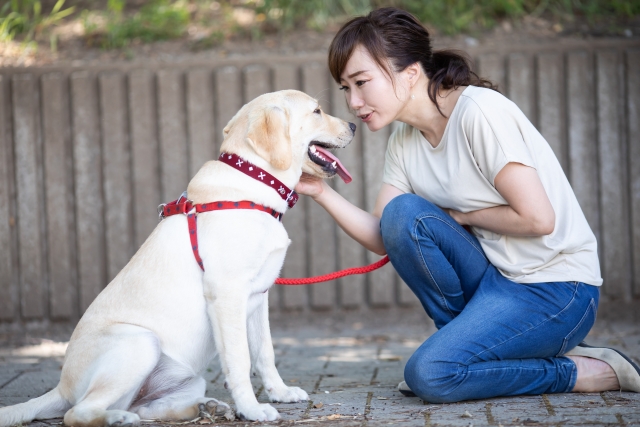 犬の訓練競技会について