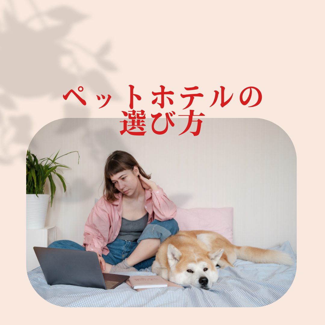 【コラム】ペットホテルの選び方のポイント解説